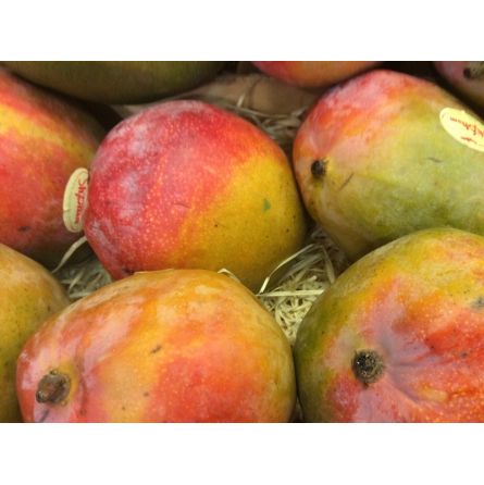 Mangue kent Brésil - 1pc ±600g