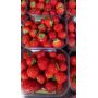 Fraises petits calibre 500g  1pc