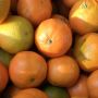 Clementines Nardecott BIO 500g